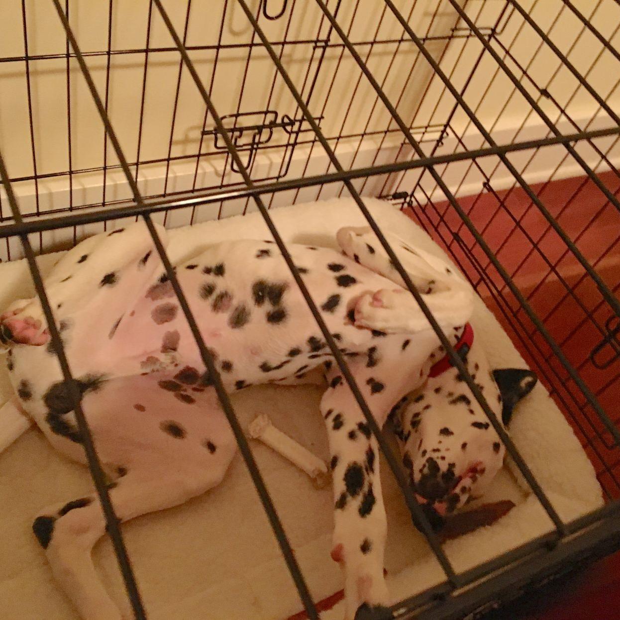 Dog Gone Problems My Puppy Cries When We Leave The Room While He Is Kenneled Momaha Omaha Com Dog Gone Problems My Puppy Cries When We Leave The Room While He Is Kenneled Momaha Omaha Com