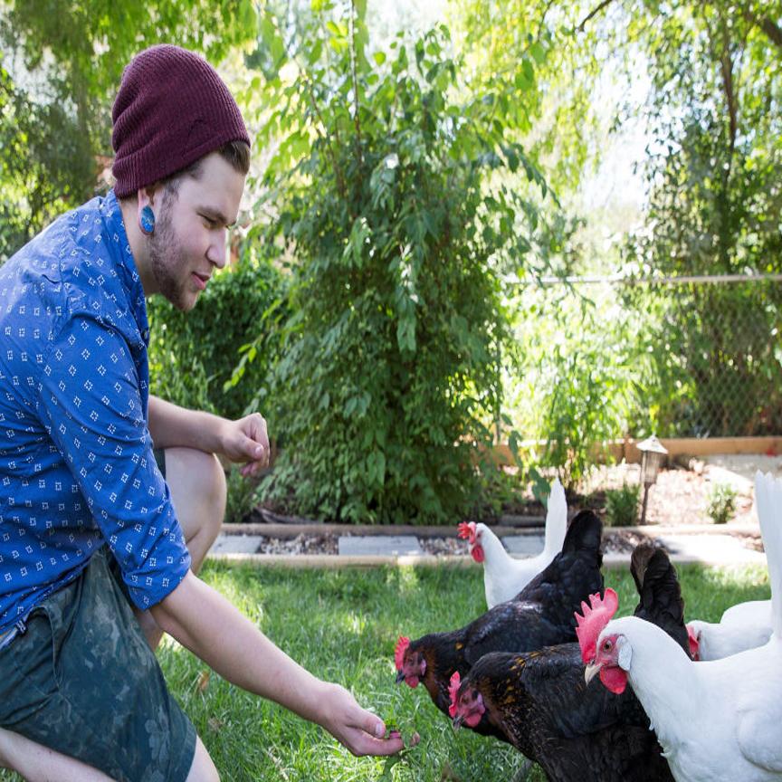 Backyard Chicken Coop Has Annoyed Neighbors Clucking Omaha Local