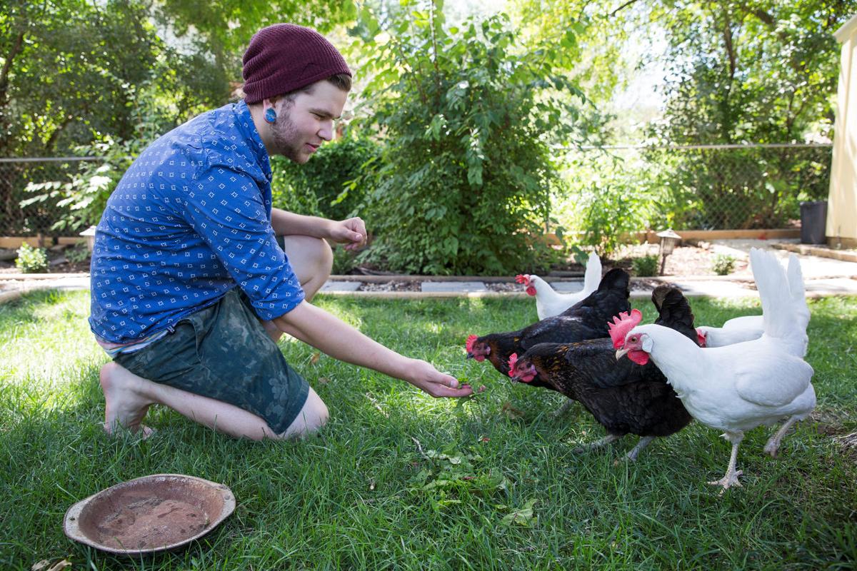 Backyard Chicken Coop Has Annoyed Neighbors Clucking Local