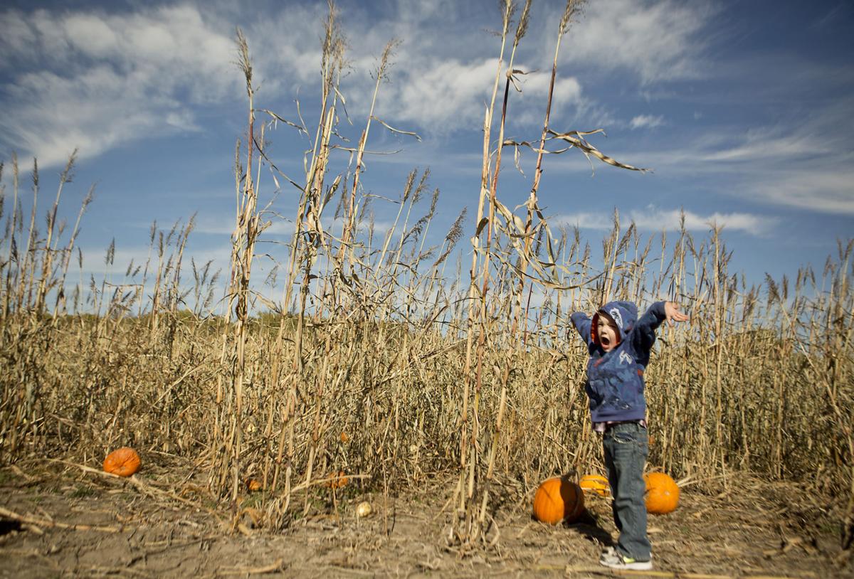 22 local pumpkin patches, orchards to check out for familyfriendly fun