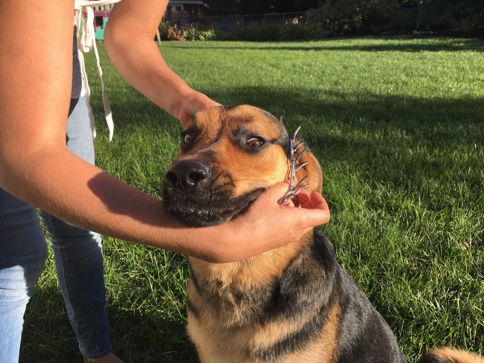 pinch collars for dog training