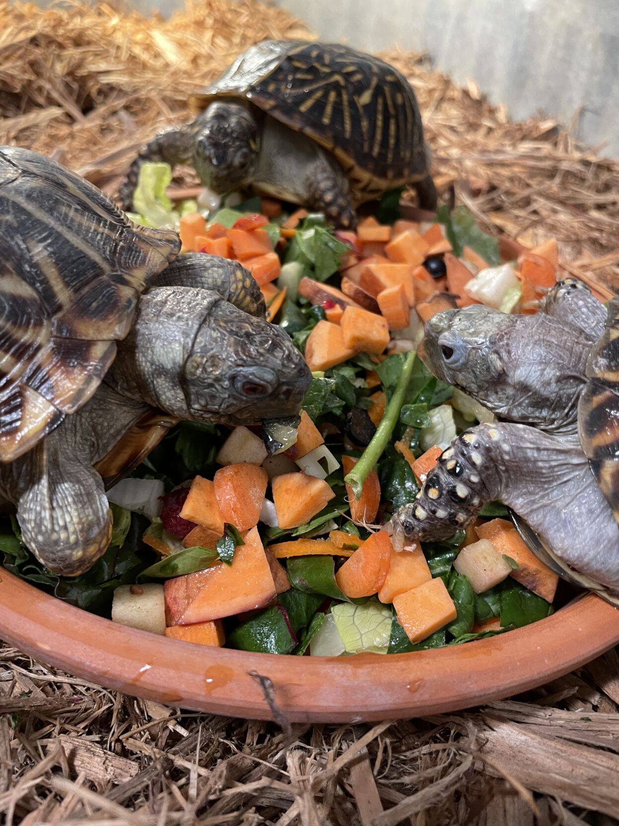 Omaha gardeners, Nebraska Wildlife Rehab will take your extra produce