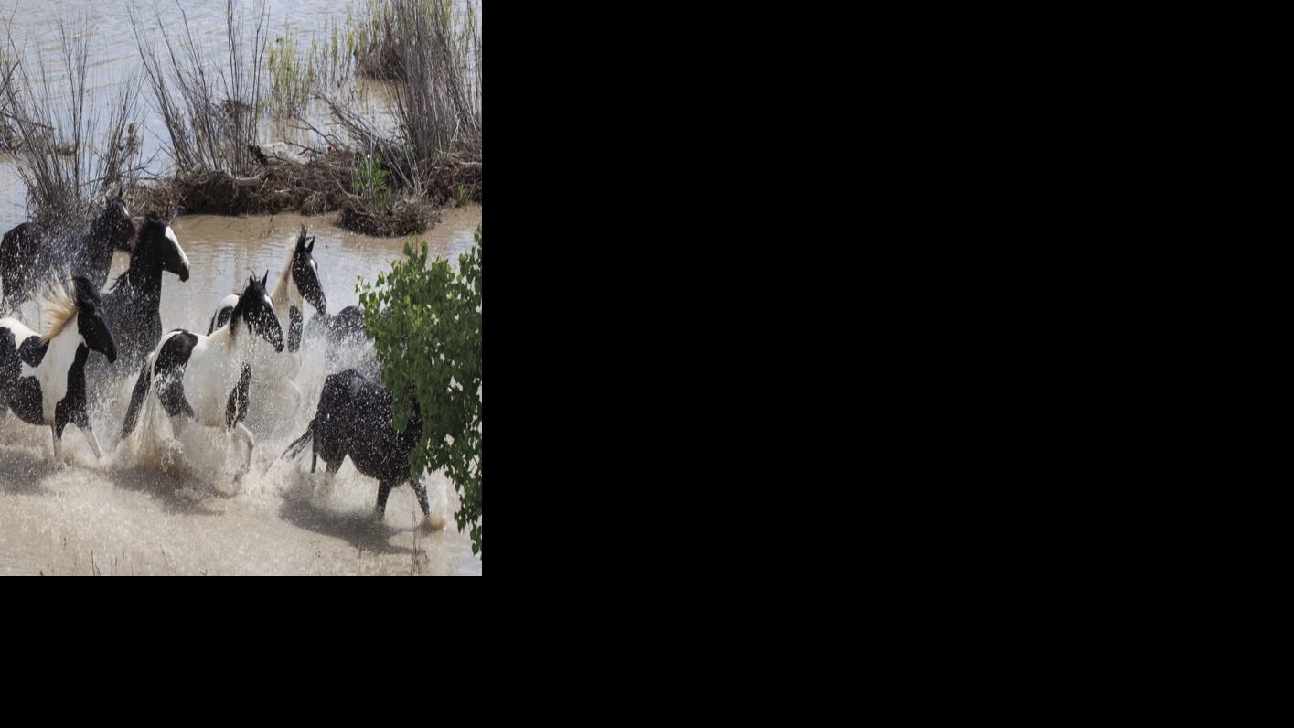 When Wild Horses And Beautiful Scenery Meet It S Hard To Leave