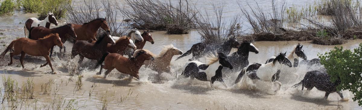 When Wild Horses And Beautiful Scenery Meet It S Hard To Leave Special Sections Omaha Com