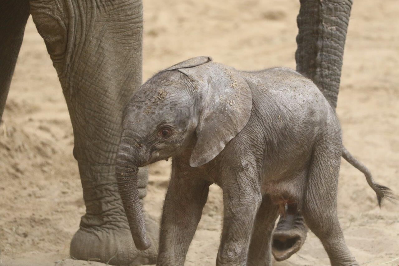 Omaha zoo reveals name of its newest baby elephant