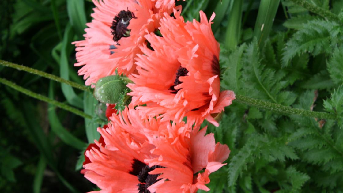 Riggenbach Planning Can Counter Poppies Flaw Lifestyles Planning Can Counter Poppies Flaw