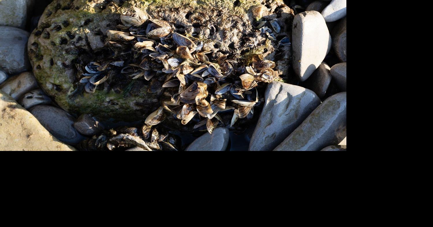 Invasive zebra mussels found in Bellevue pond