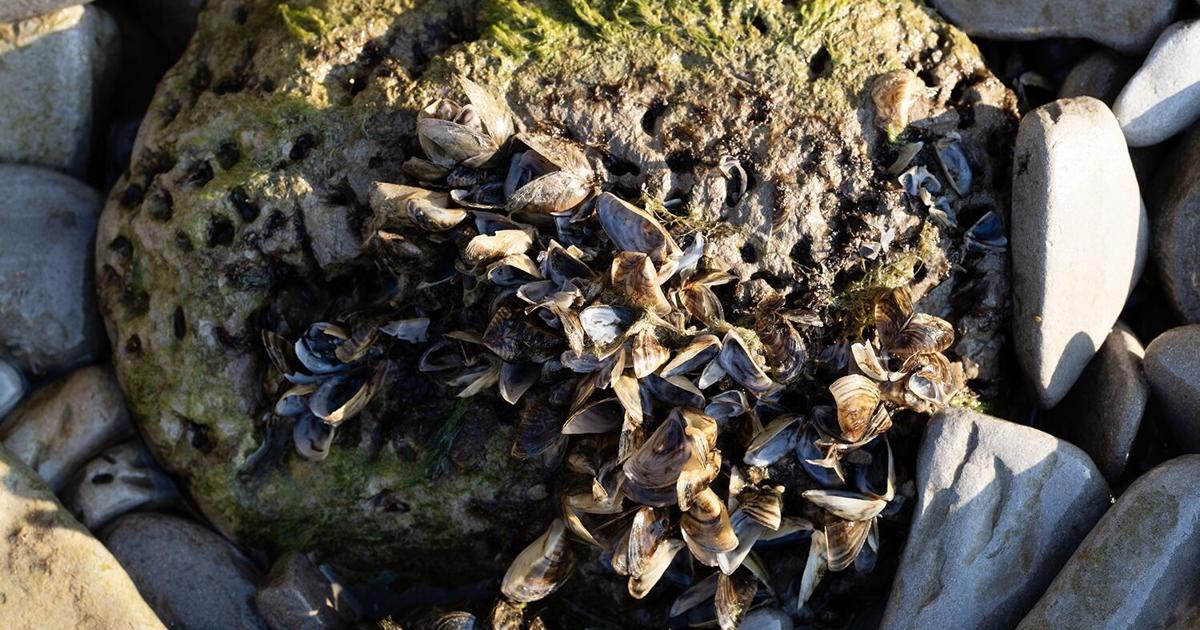 Invasive zebra mussels found in Bellevue pond
