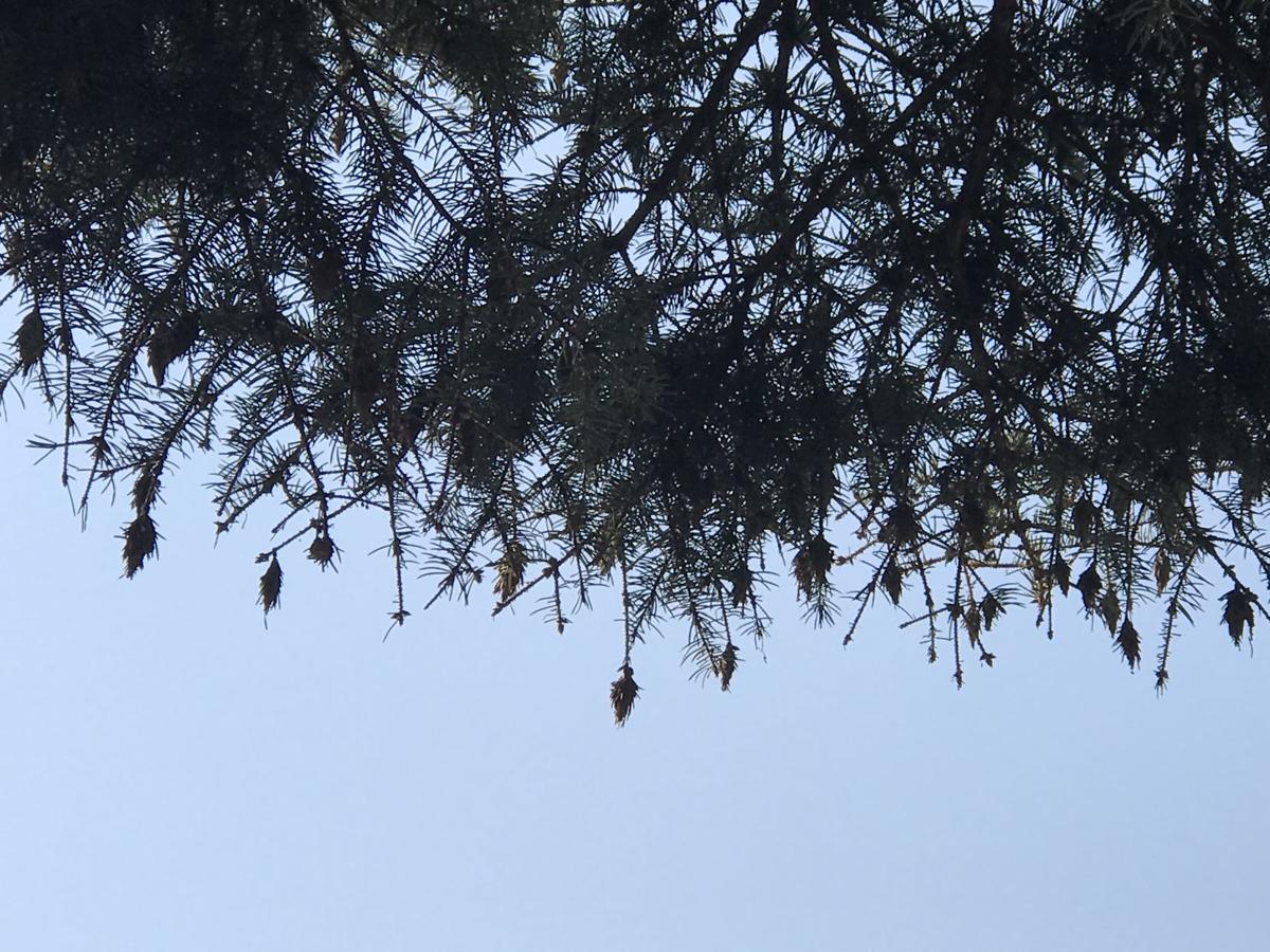 Infestation Of Unsightly Bagworms Troubles Omaha Area Homeowners