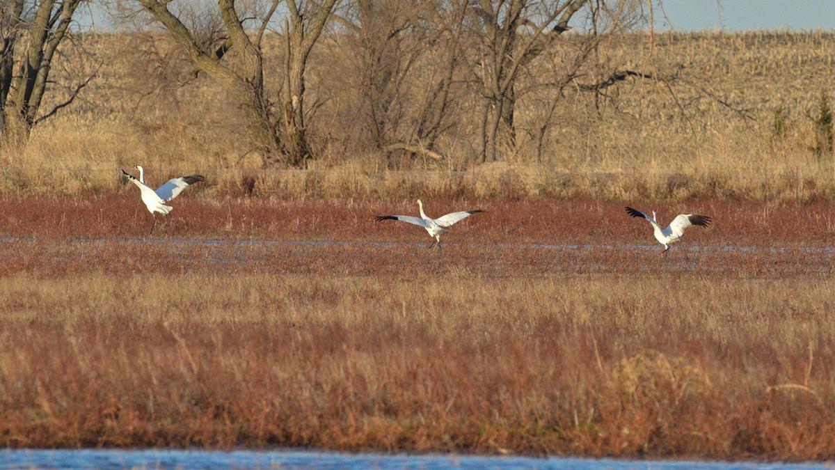 crane3