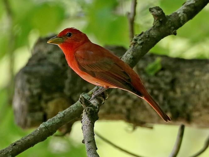 GET A BIRD'S EYE VIEW : Fontenelle Forest