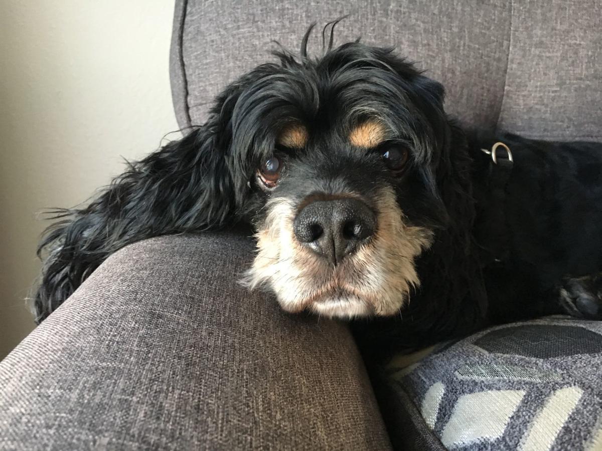 Dog for 2/12