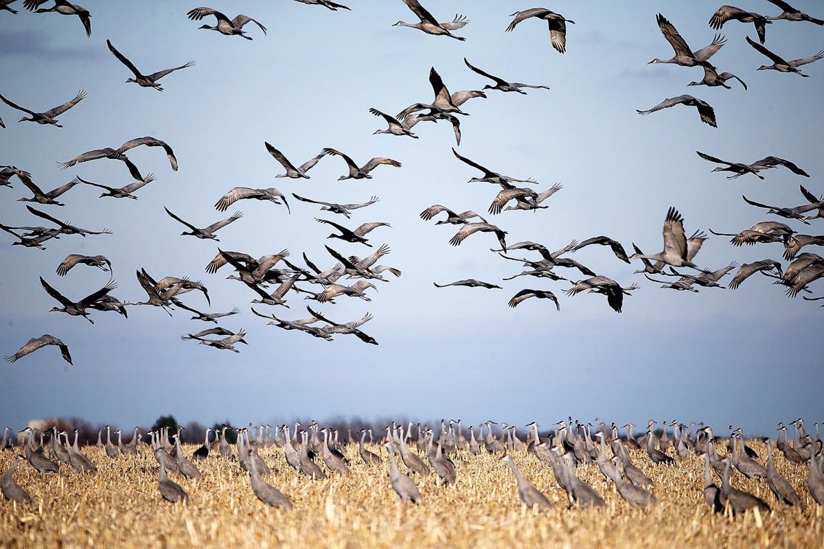 Watch the sandhill crane migration