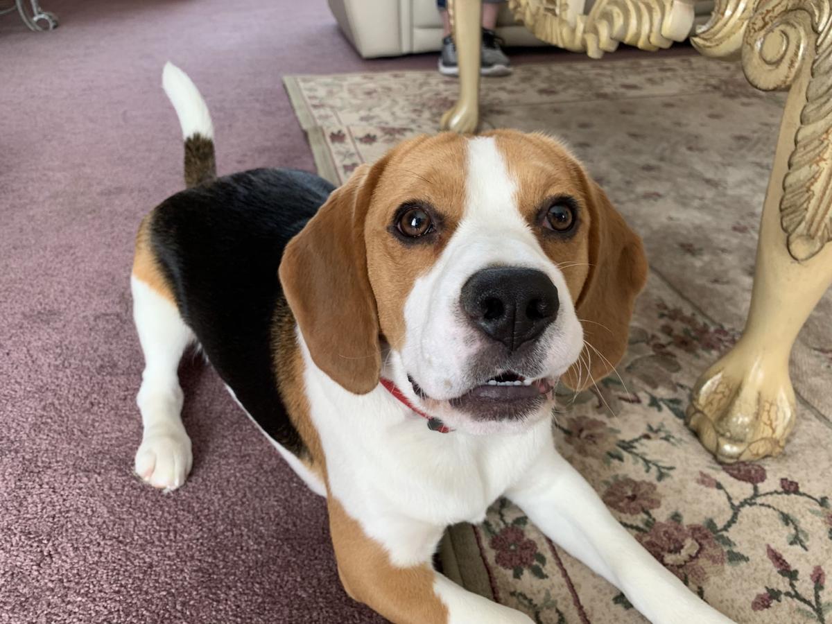 Dog for 7/31