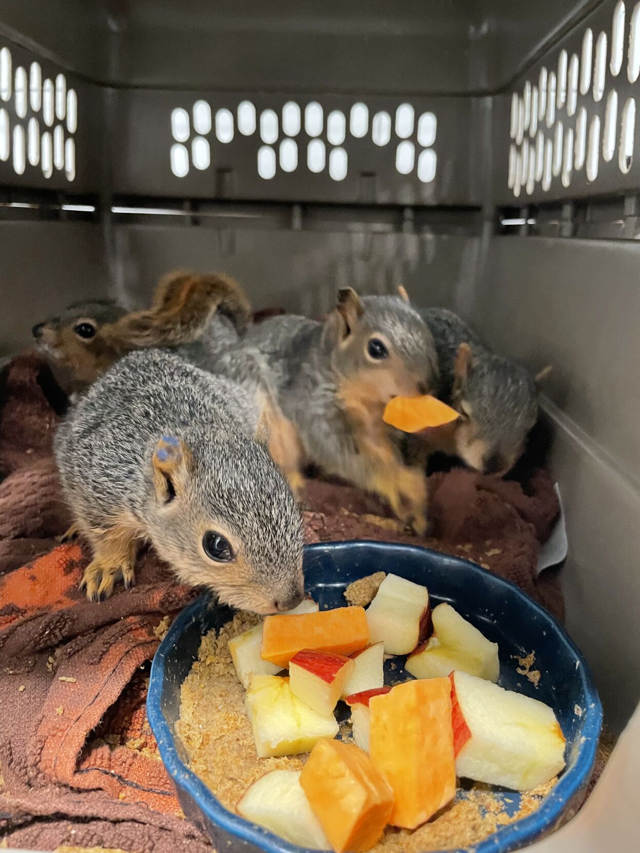 Omaha gardeners, Nebraska Wildlife Rehab will take your extra produce