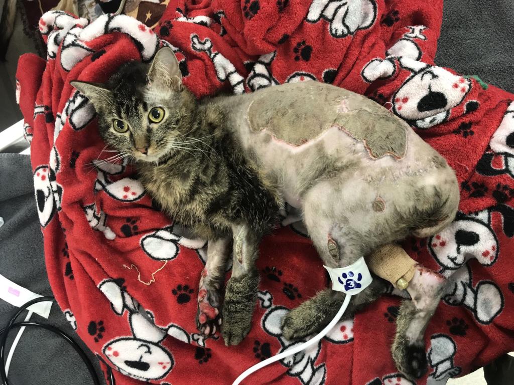 King The Burned Omaha Cat Treated With Fish Skin Is A Bit Of A