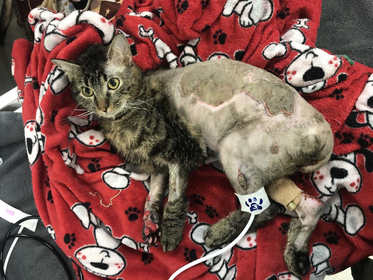 King The Burned Omaha Cat Treated With Fish Skin Is A Bit Of A Miracle And Continues Improving Live Well Nebraska Omaha Com