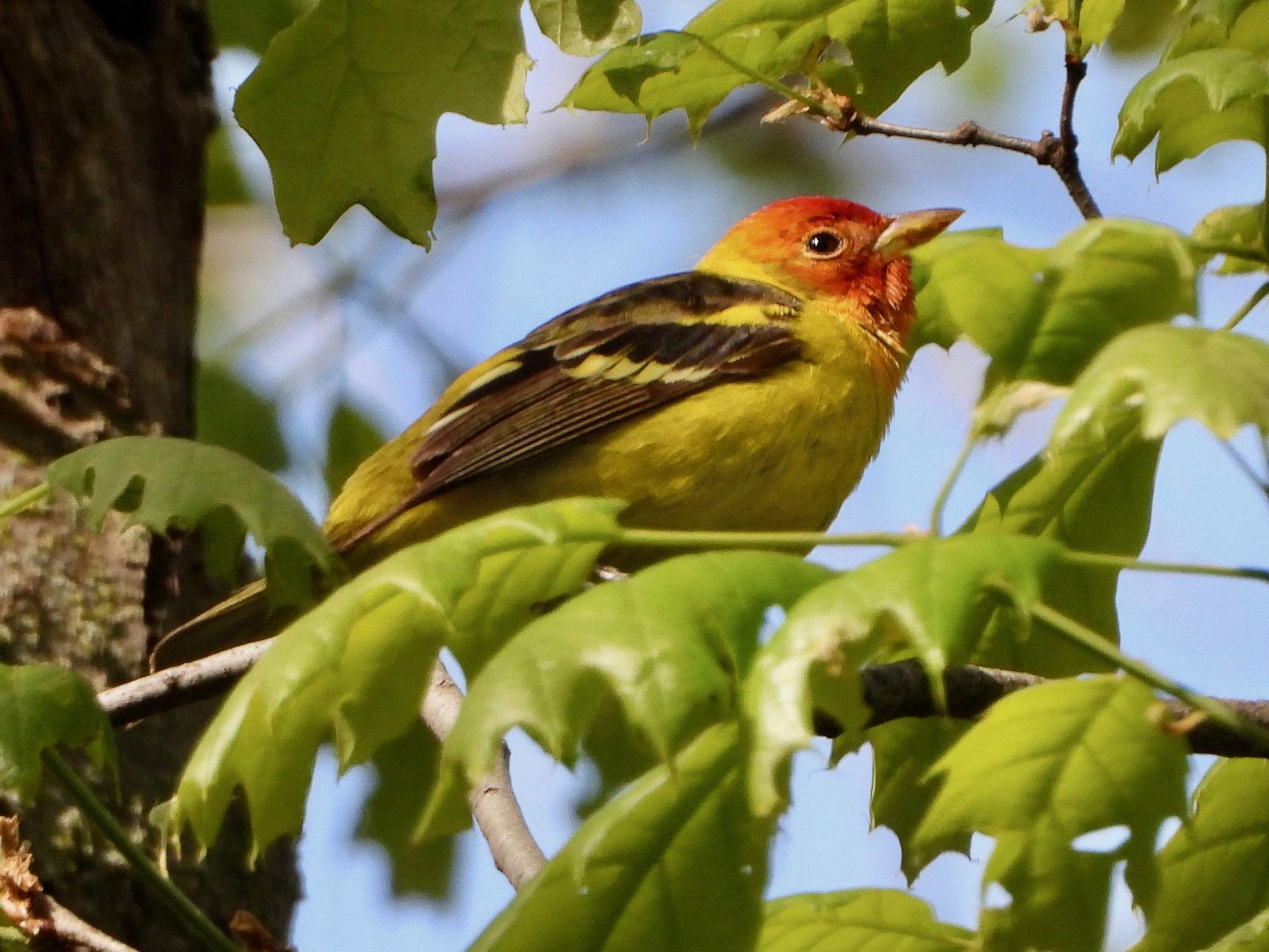 Discover A New World While Bird Watching In Nebraska Here S How