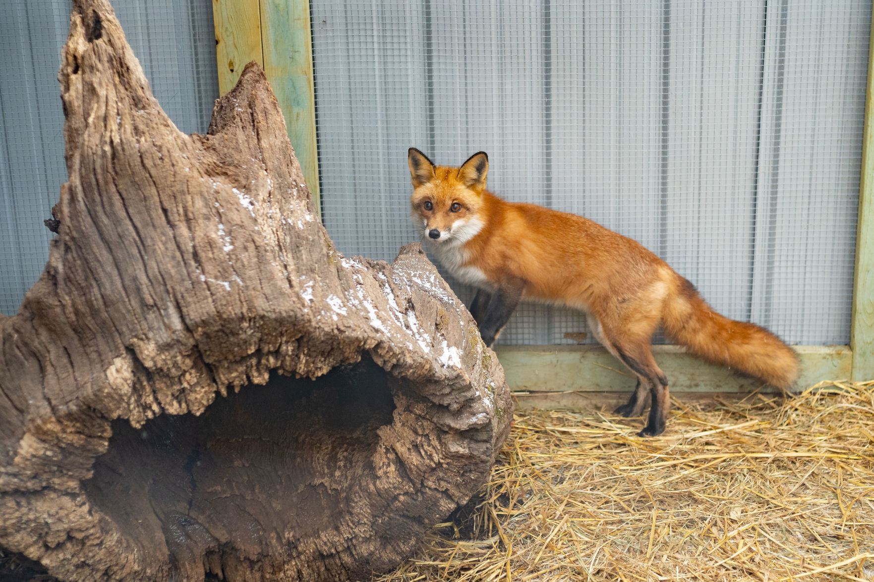 native animal rescue near me