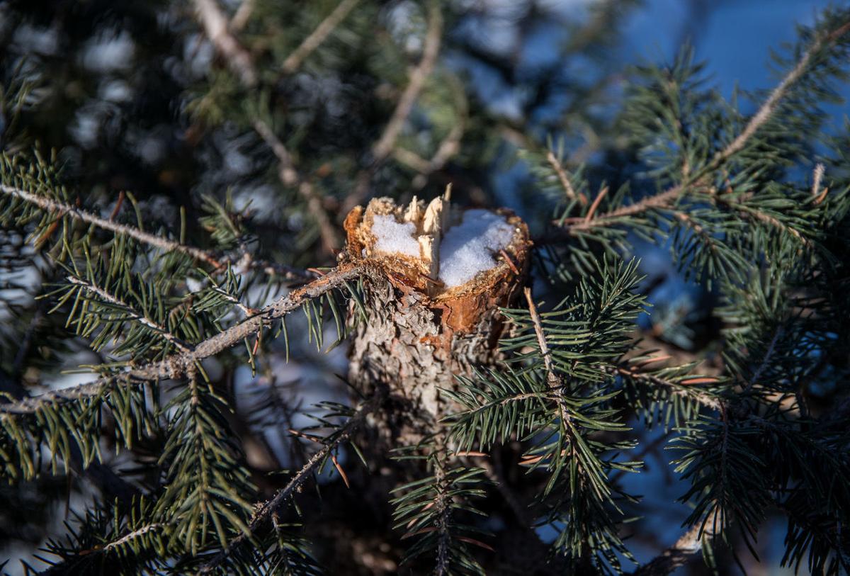 Thieves Cut Top Off Blue Spruce Tree At West Omaha Event Center Crime Courts Omaha Com