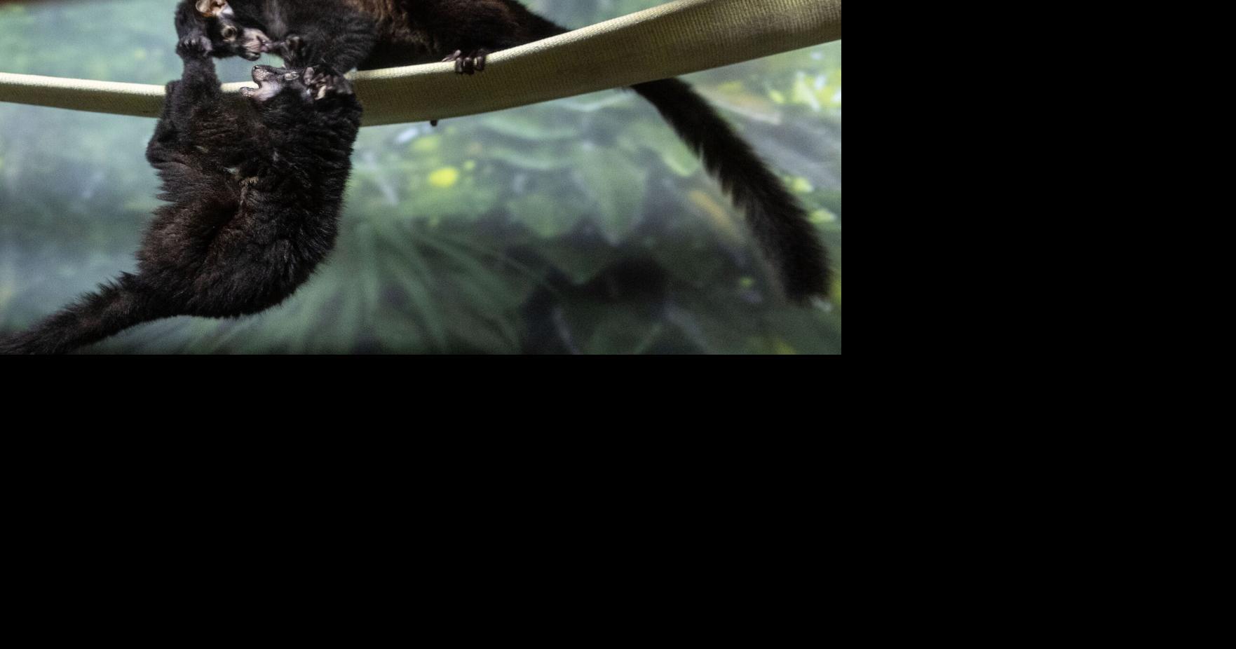 091026-owh-new-lemur-cm-03