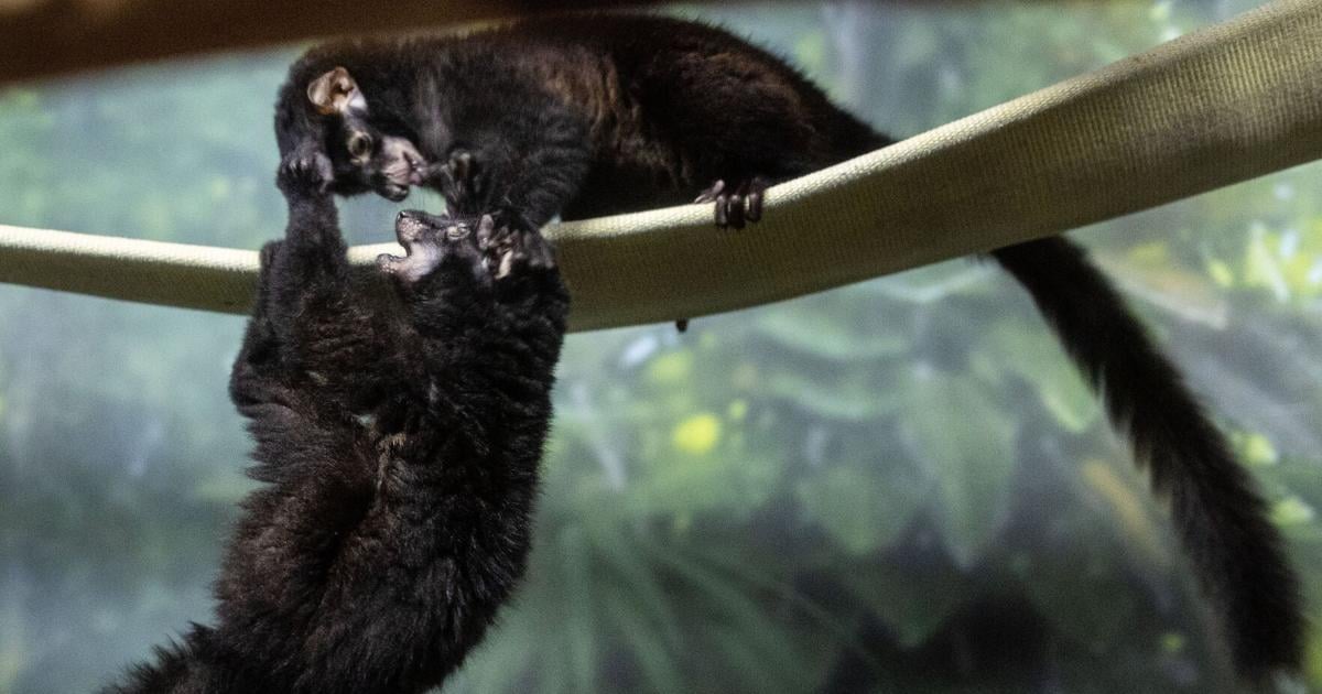 091026-owh-new-lemur-cm-03