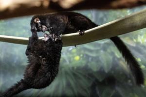 091026-owh-new-lemur-cm-03
