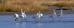 Record number of endangered whooping cranes stop over in central Nebraska