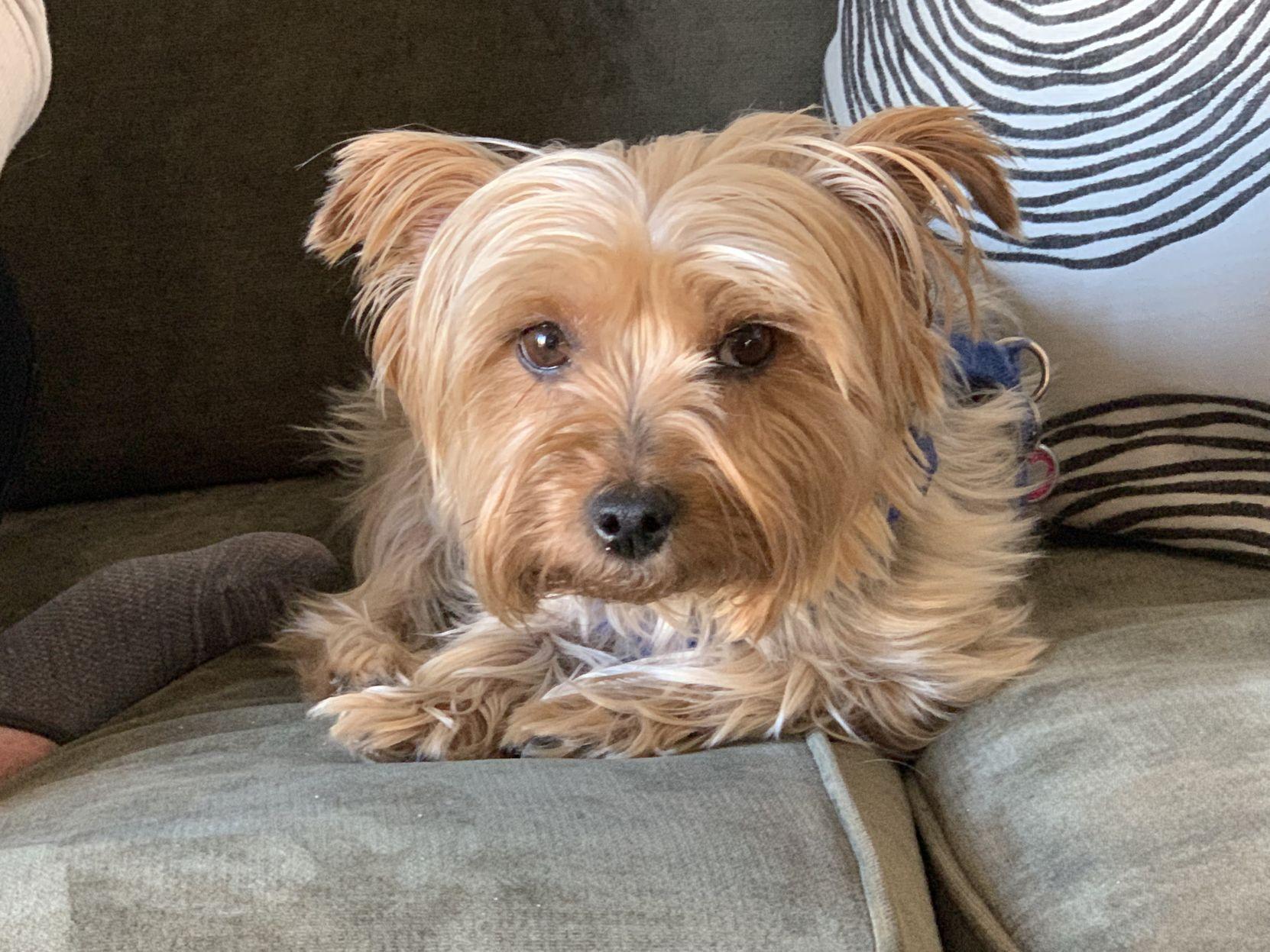 Dog Gone Problems My Yorkie Suddenly Refuses To Go To The Bathroom Outside Momaha Omaha Com Do you see what macy grace sees? dog gone problems my yorkie suddenly