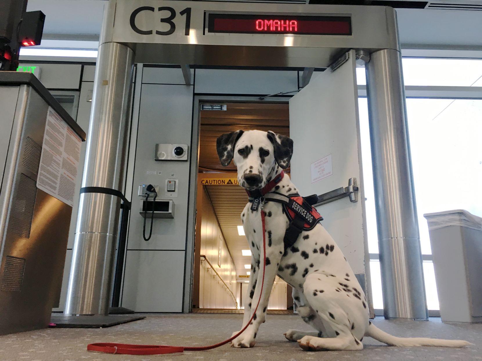 Dog Gone Problems Why Can T I Pet A Service Dog Blogs Omaha Com