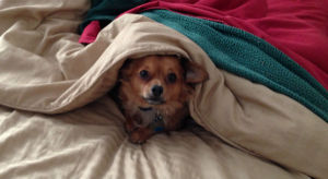 dogs afraid of thunderstorms