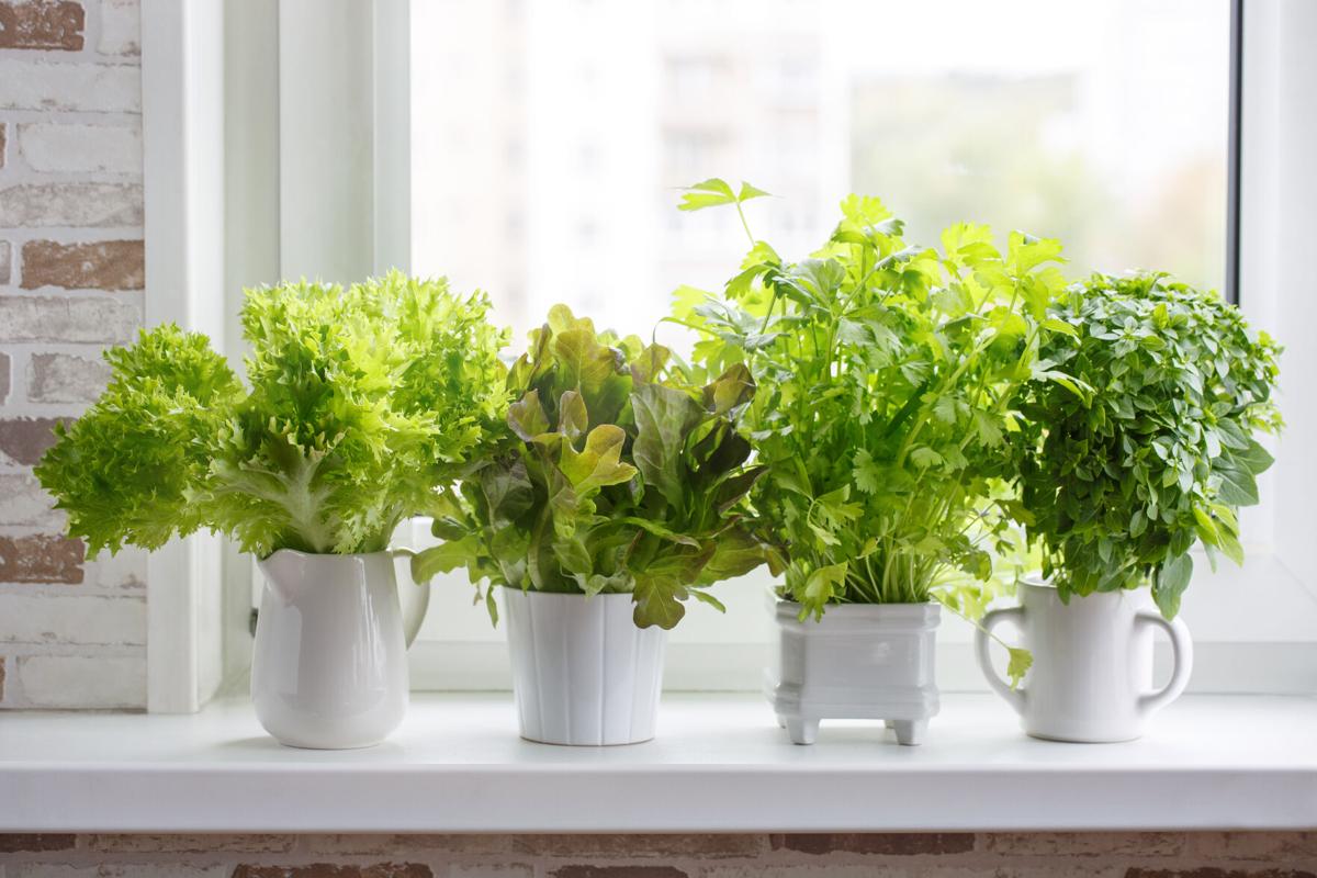 Kitchen garden of herbs.