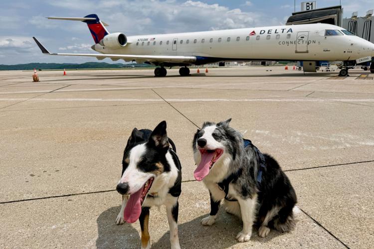 Airport Pup Patrol
