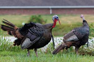 080426-owh-new-turkeys-nf-02