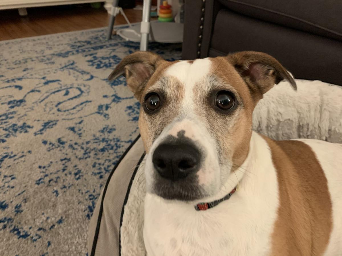 Dog for 10/7/20