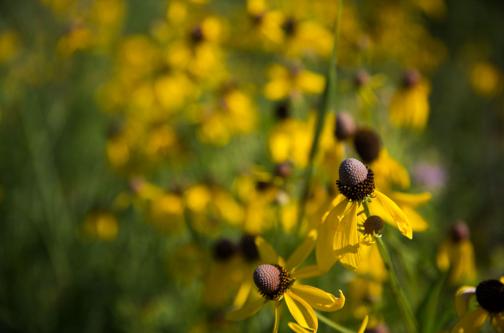 'The flora is wonderful' After years of drought, Omaha area’s prairies