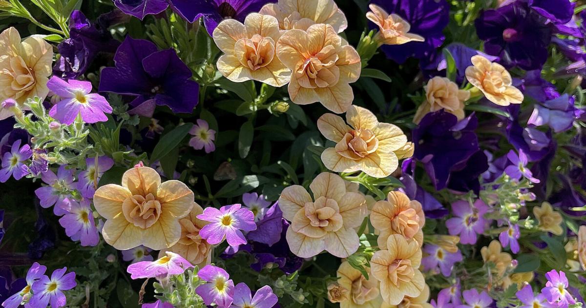Safari in your garden with South African phlox Safari in your garden with South African phlox