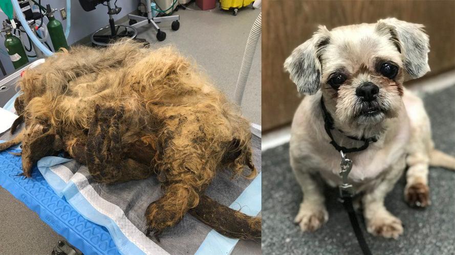 Ellie Mae's with Bette Mae: Omaha woman, 91, adopts dog once trapped inside  mass of matted fur