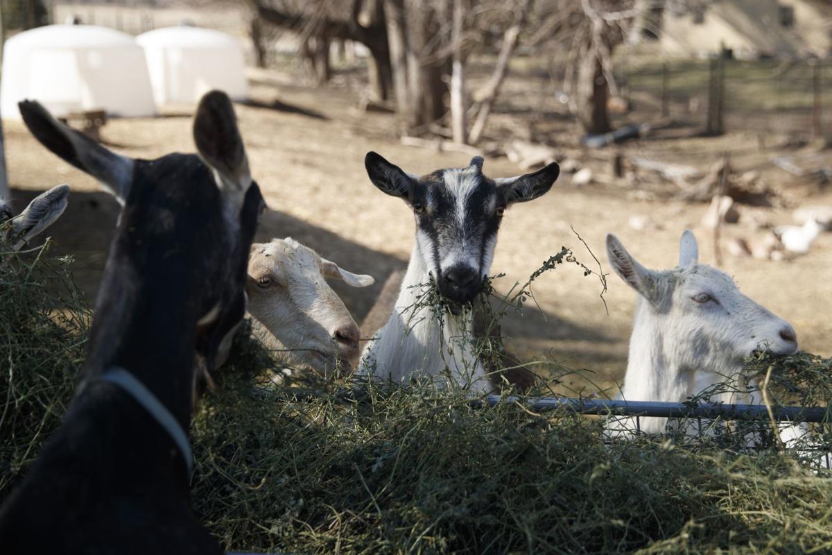 No kidding? Goat yoga finally arrives in the Omaha area Live Well