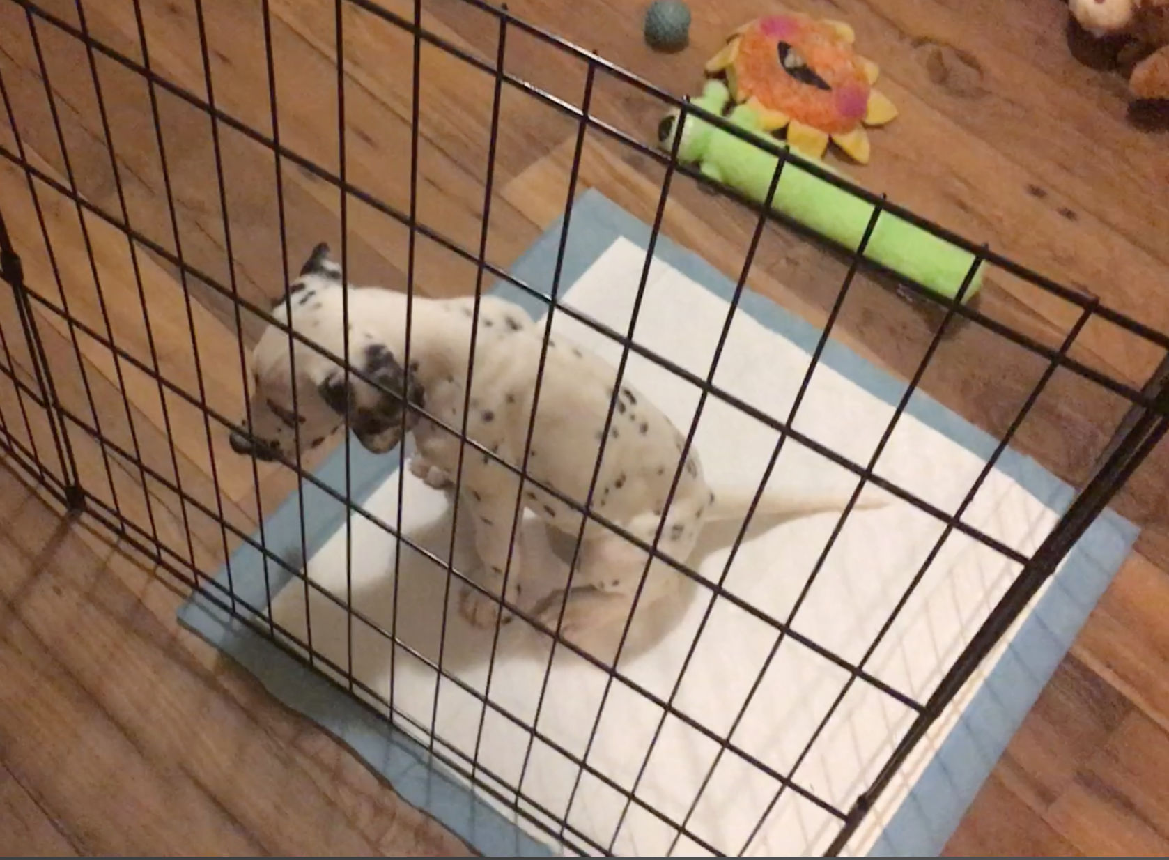 puppy pee pad training problems