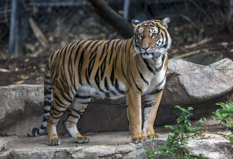 Omaha zoo tiger dies after being attacked by potential mate