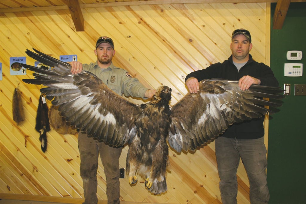 Iowa authorities probe killing of golden eagle Outdoors