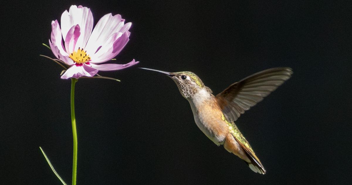 „Nehmen Sie Platz“: Vogelfreunde strömen in einen Garten in Lincoln ...