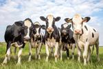 Midlands Voices: Your cow is texting you (and how tech is revolutionizing farming)
