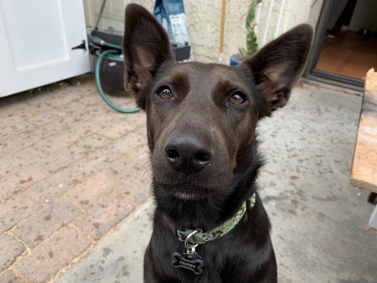 Dog for 5/12/21