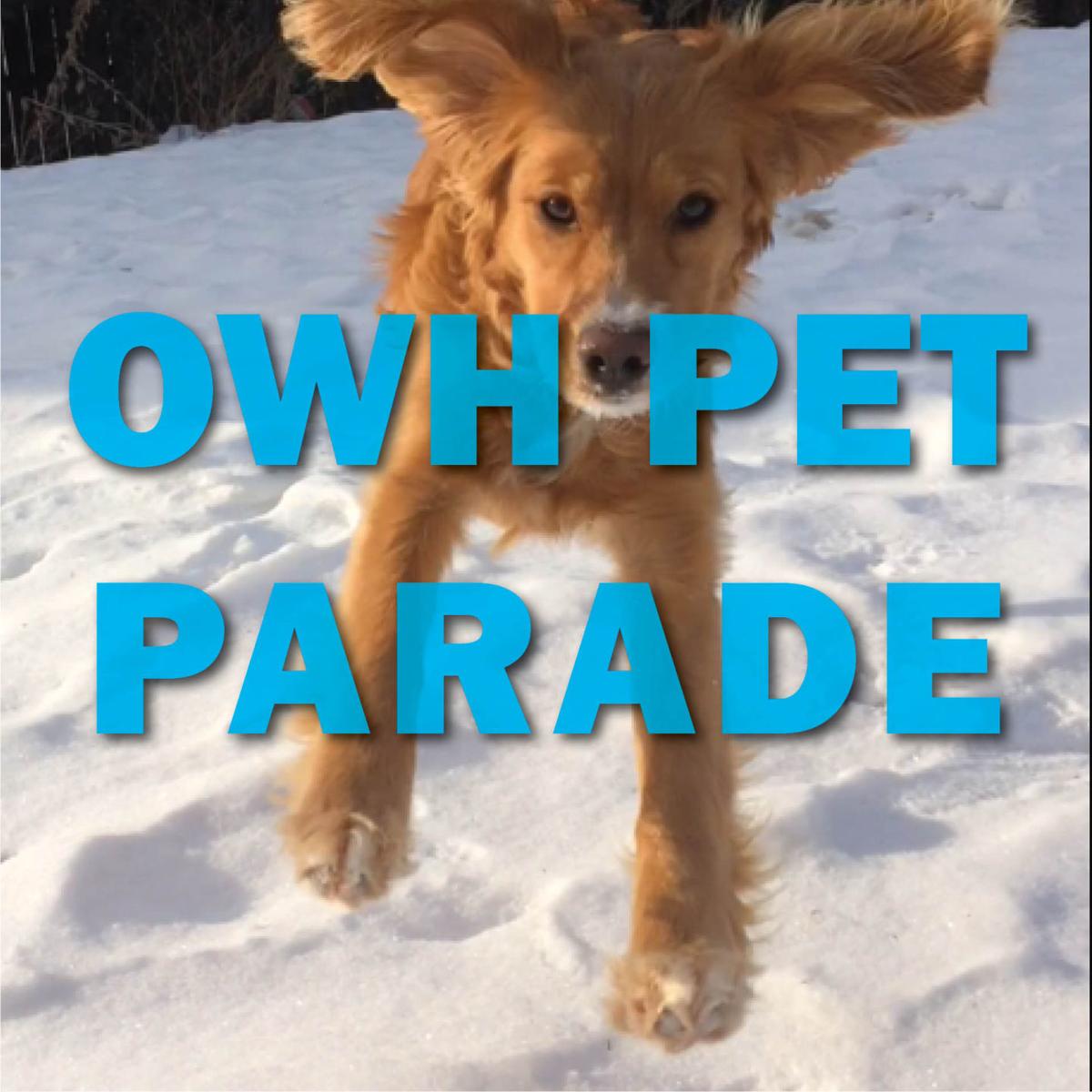 Follow Pet Parade on Twitter