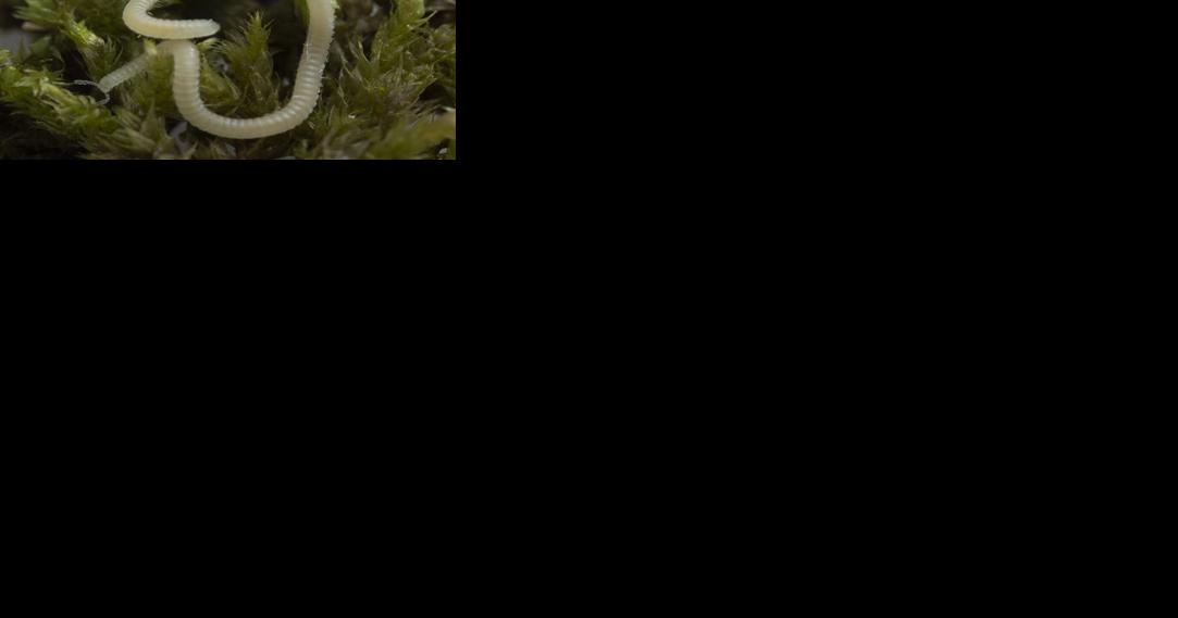 A new millipede species is crawling under LA Its blind glassy and has 486 legs