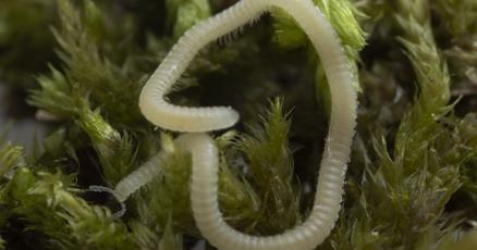 A new millipede species is crawling under LA Its blind glassy and has 486 legs A new millipede species is crawling under LA Its blind glassy and has 486 legs