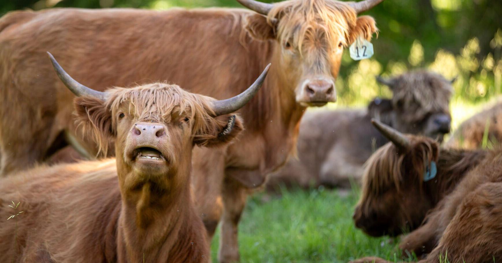 Hitchcock Nature Center welcomes Highland cattle to preserve - Vimarsana News
