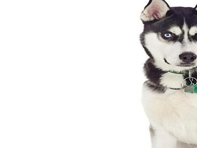 Iowa Man Who Survived Beating Later Rescues Abandoned Husky To Become Therapy Dog Health Omaha Com